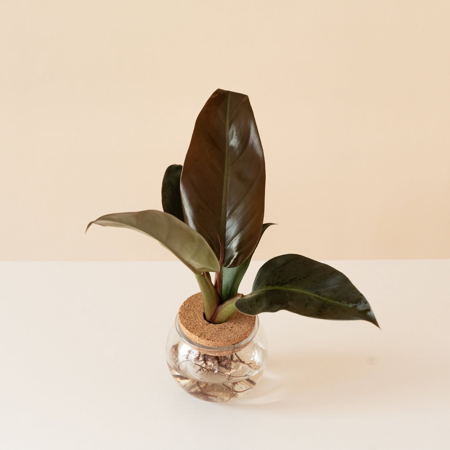 Prismacolor™ Regal Rouge™ - Tampa Home & Garden Store