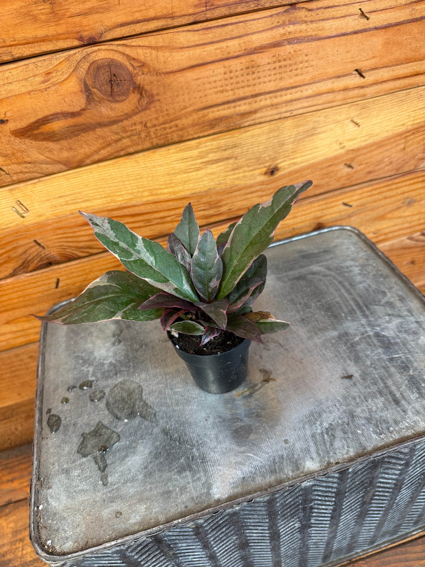 Pseuderanthemum atropurpureum Tricolor, 2" Plant - Tampa Home & Garden Store