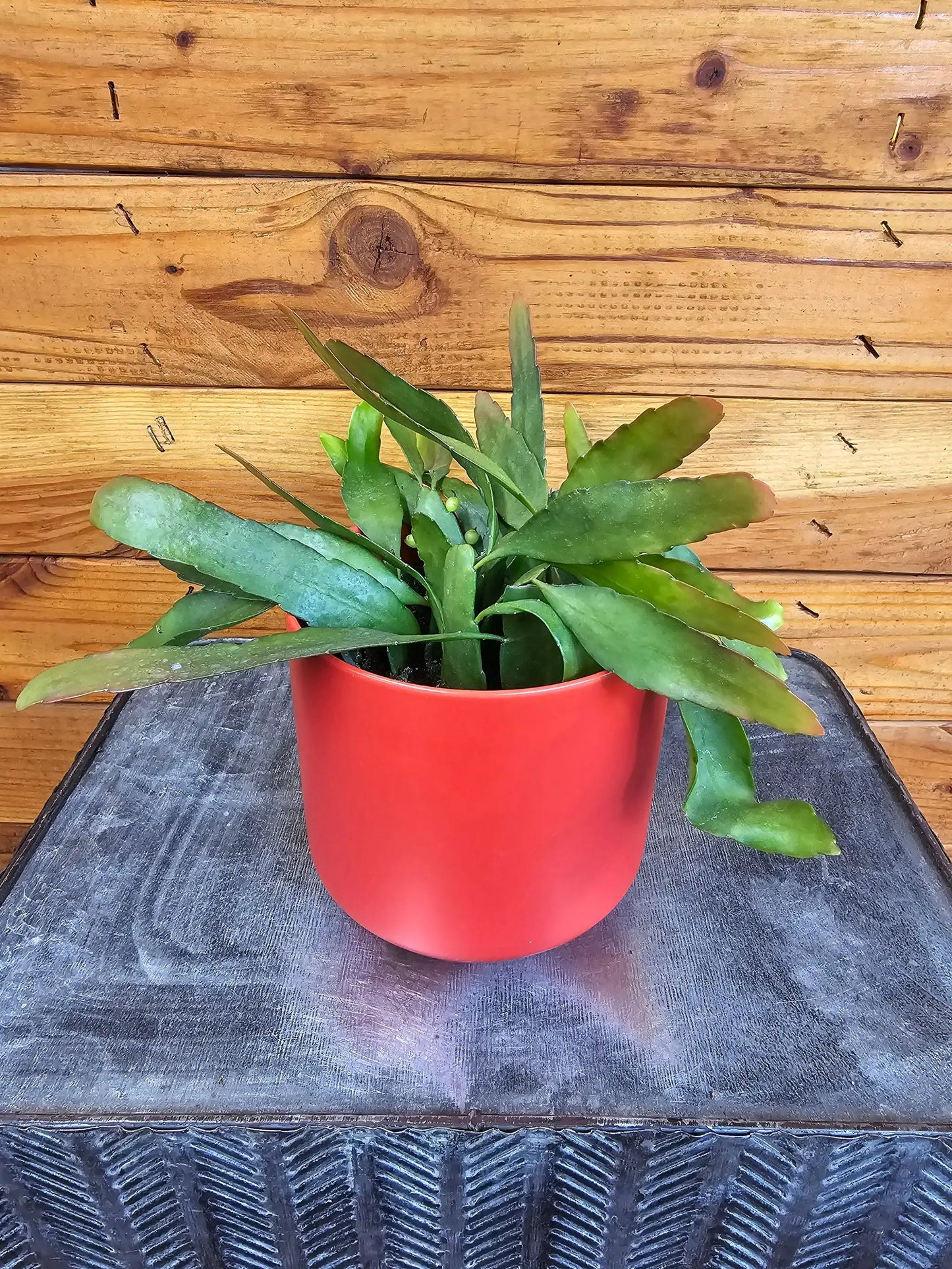 Pseudoripsalis Red Orchid Cactus, 4-inch plant in red pot with flat, paddle-like green stems on Tampa Home & Garden Store