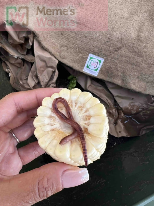 Pure European Nightcrawler Composting Worms (SC) - Tampa Home & Garden Store