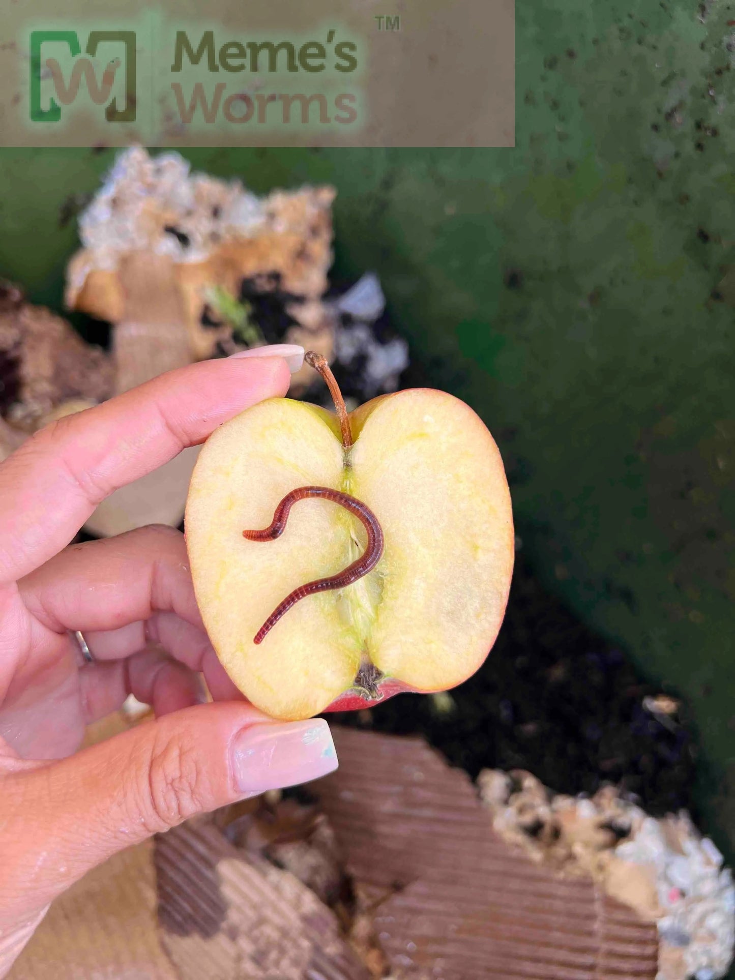 Vers de compostage Pure Red Wiggler (SC)