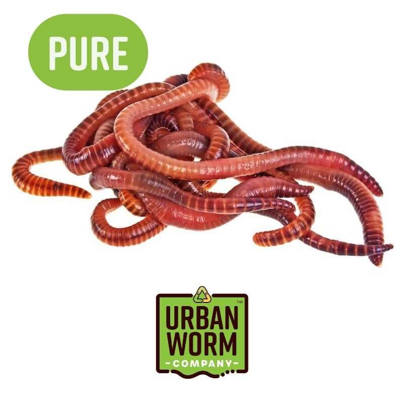 Pure Red Wigglers Composting Worms - Tampa soil911.com