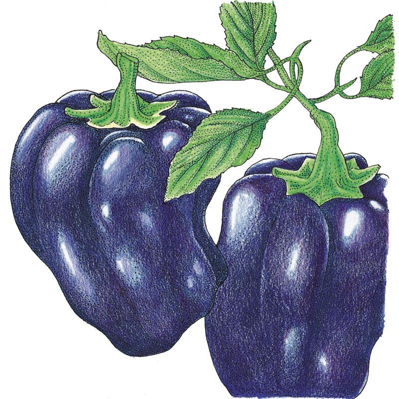 Purple Beauty Sweet Pepper Seeds (Organic) - Tampa Home & Garden Store