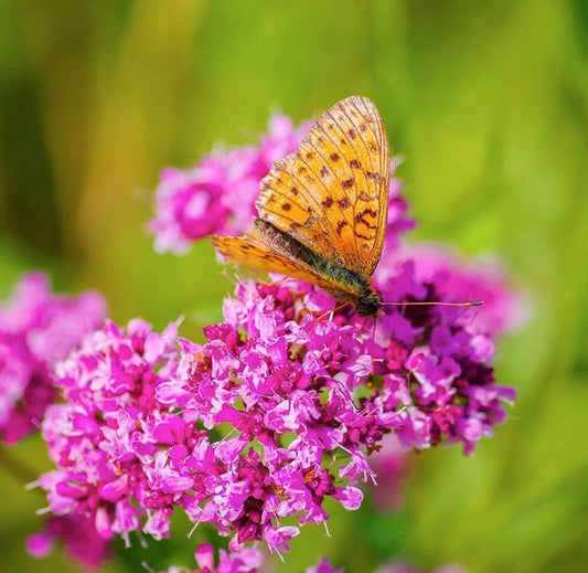 Purple Magic Creeping Thyme Seeds - Easy-Grow, Fragrant Ground Cover Plants, Open Pollinated - Thymus Serpyllum - Tampa Home & Garden Store