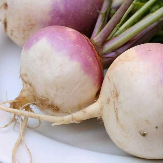 Purple Top White Globe Turnip Seeds (Organic) - Tampa Home & Garden Store
