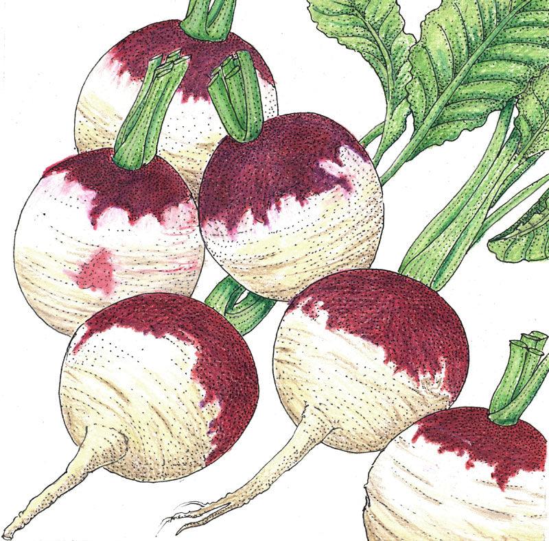 Purple Top White Globe Turnip Seeds (Organic) - Tampa Home & Garden Store