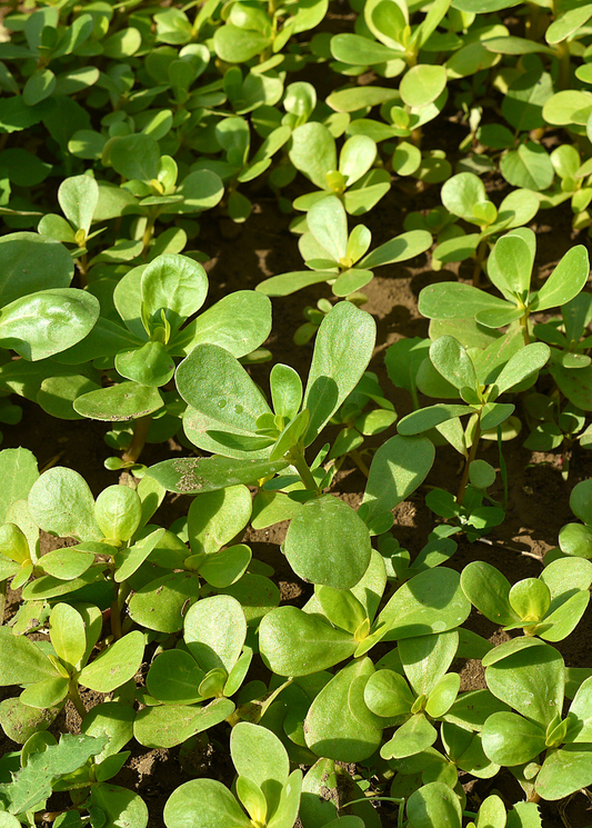 Purslane herb Sow Exotic, low spreading green succulent leaves for landscaping on Tampa Home & Garden Store