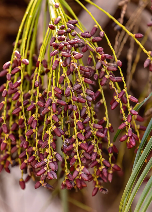 Pygmy Date Palm Tree fruit clusters with purple-red berries on yellow stalks on Tampa Home & Garden Store