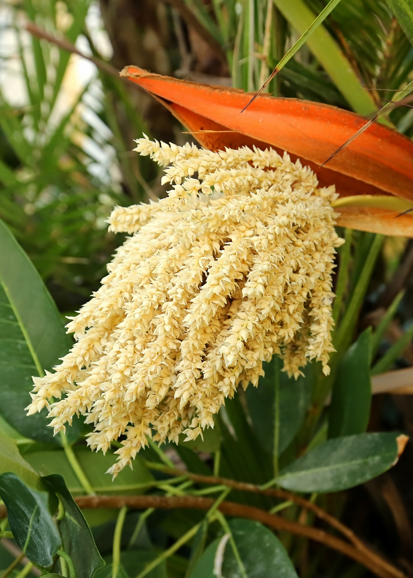 Pygmy Date Palm Tree inflorescence with cream blooms and orange bract Sow Exotic on Tampa Home & Garden Store