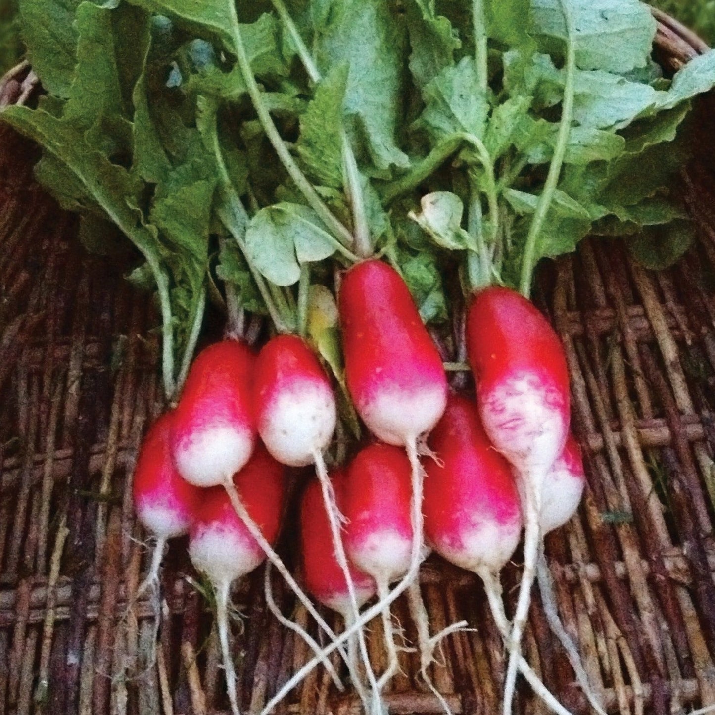 French Breakfast radish roots with green tops red tapered skins and white tips in a basket on Tampa Home & Garden Store