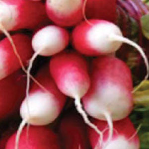 RADISH Seeds, French Breakfast - Tampa Home & Garden Store