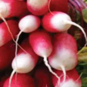 French Breakfast Radish Seeds heirloom bulk red and white radishes in a bunch on Tampa Home & Garden Store