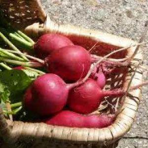 German Giant radishes in a wicker basket, red bulbs with green tops, heirloom bulk variety on Tampa Home & Garden Store