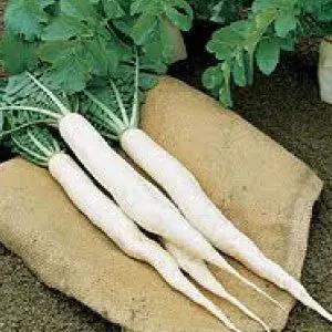 Long White Icicle radishes, four roots with green tops, heirloom bulk on Tampa Home & Garden Store
