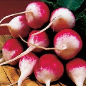 Sparkler radish seeds, pink and white heirloom radishes shown in bulk on Tampa Home & Garden Store