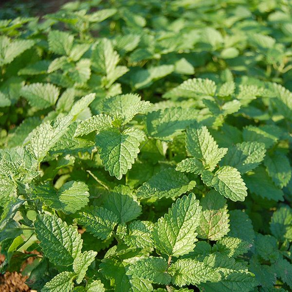 Lemon Balm seeds from Seedtime Store showing lush green lemon balm plant with serrated leaves on Tampa Home & Garden Store