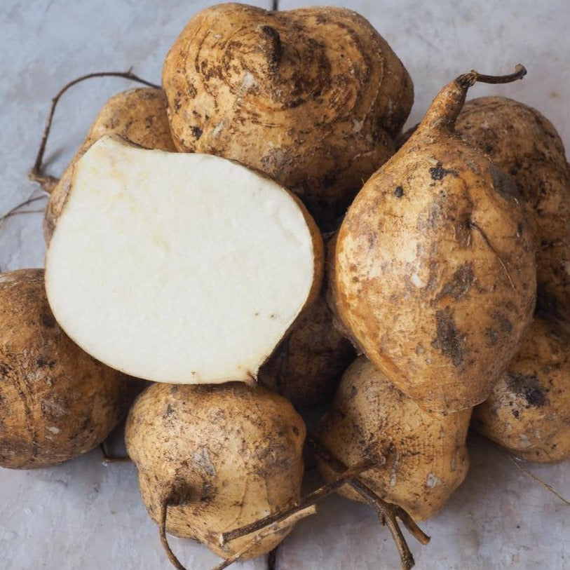 Jicama tubers Seedtime Store, brown skin with white flesh in cross-section, several roots on Tampa Home & Garden Store