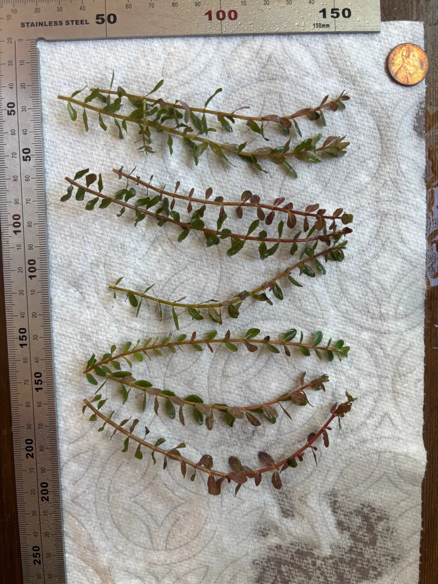 Rotala Rotundifolia "Red" (8 stems) - Tampa Home & Garden Store