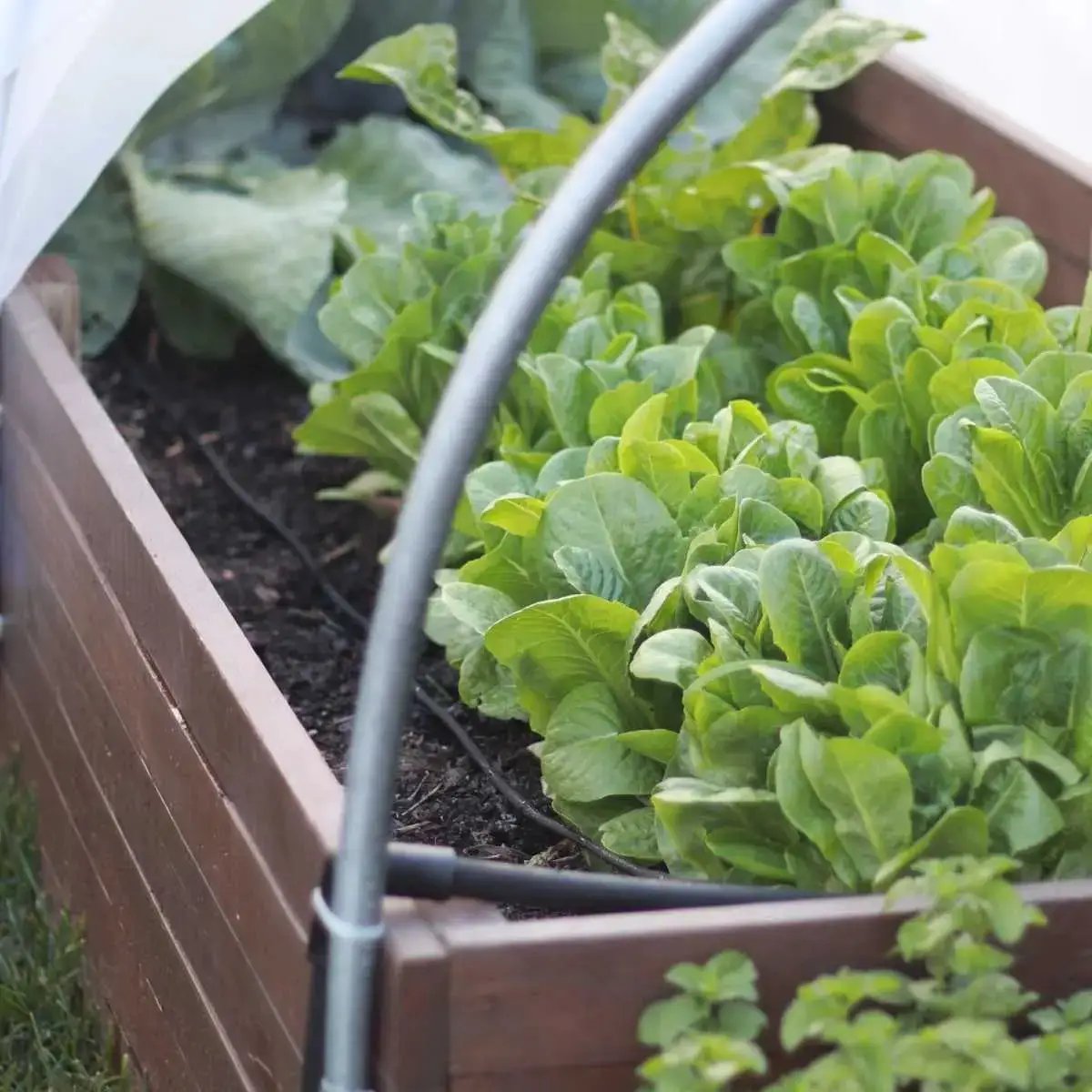 Raised bed drip irrigation kit by Bootstrap Farmer with gray tubing in a wooden raised bed on Tampa Home & Garden Store