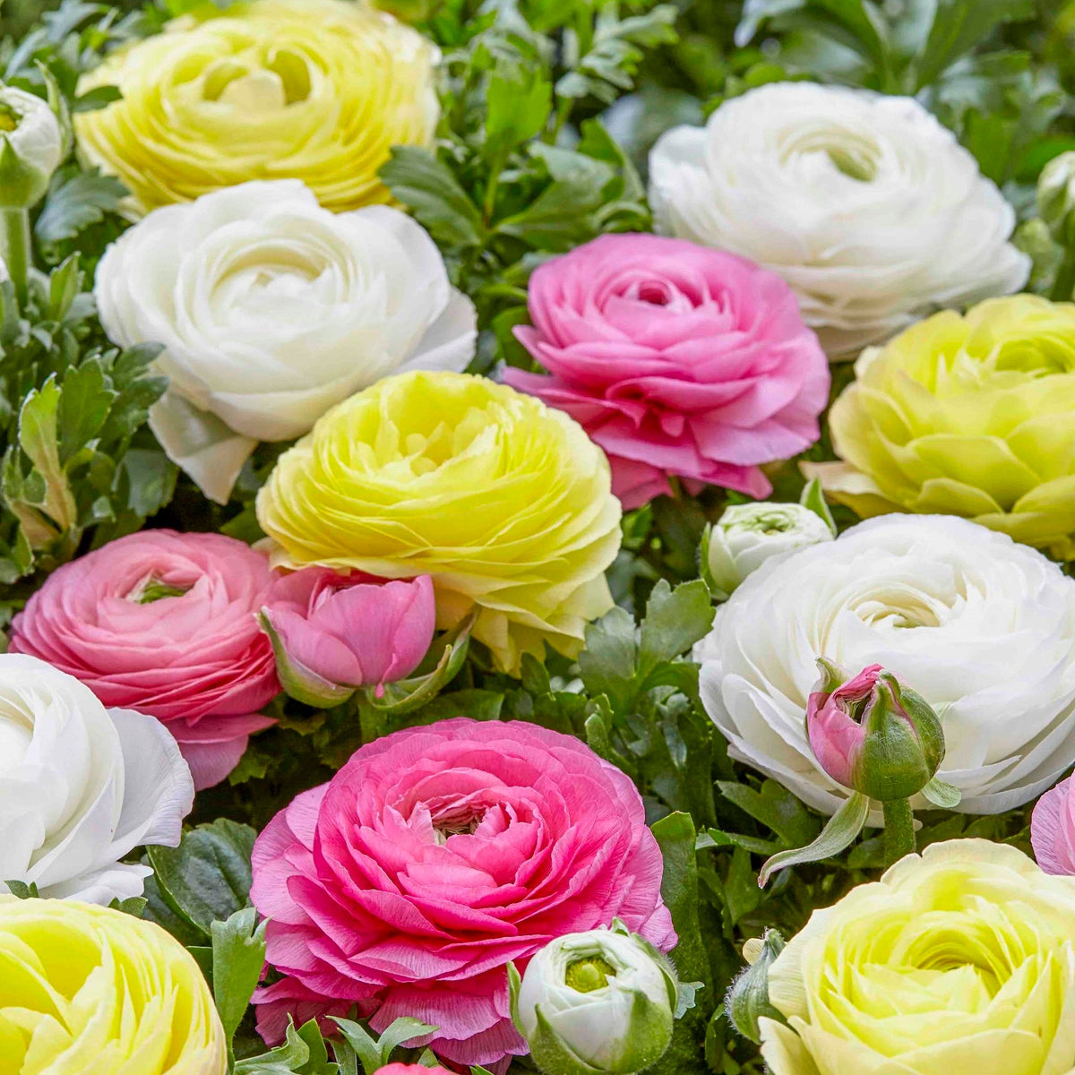 Ranunculus mix plant with yellow, white, and pink blooms, indoor/outdoor variety on Tampa Home & Garden Store