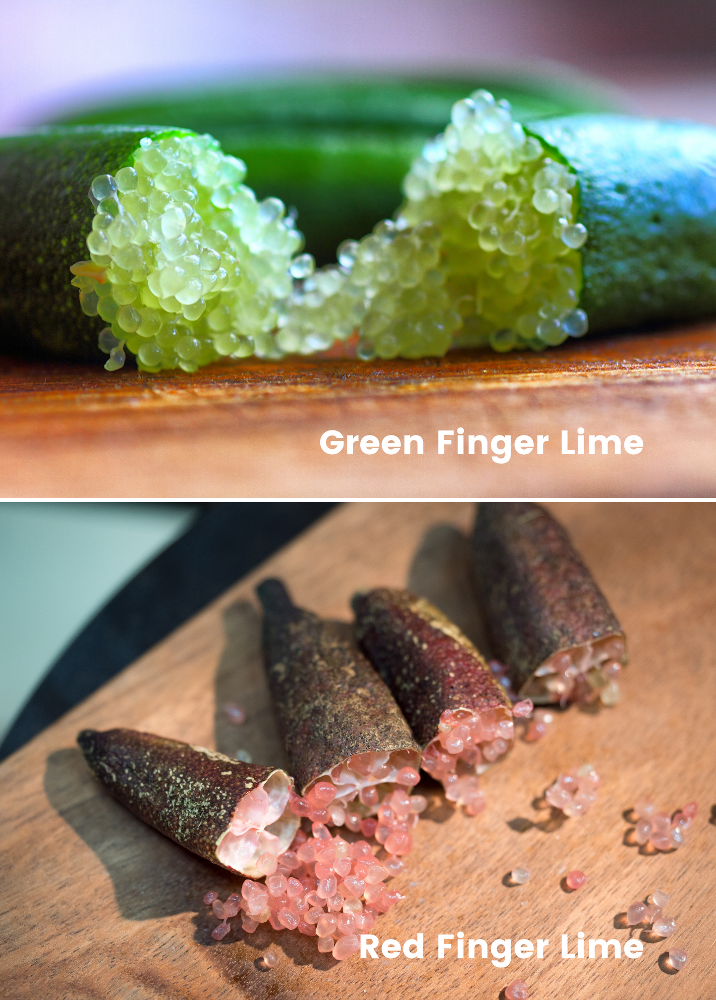 Rare Citrus Bundle: Green Finger Lime & Red Finger Lime Trees - Tampa Home & Garden Store