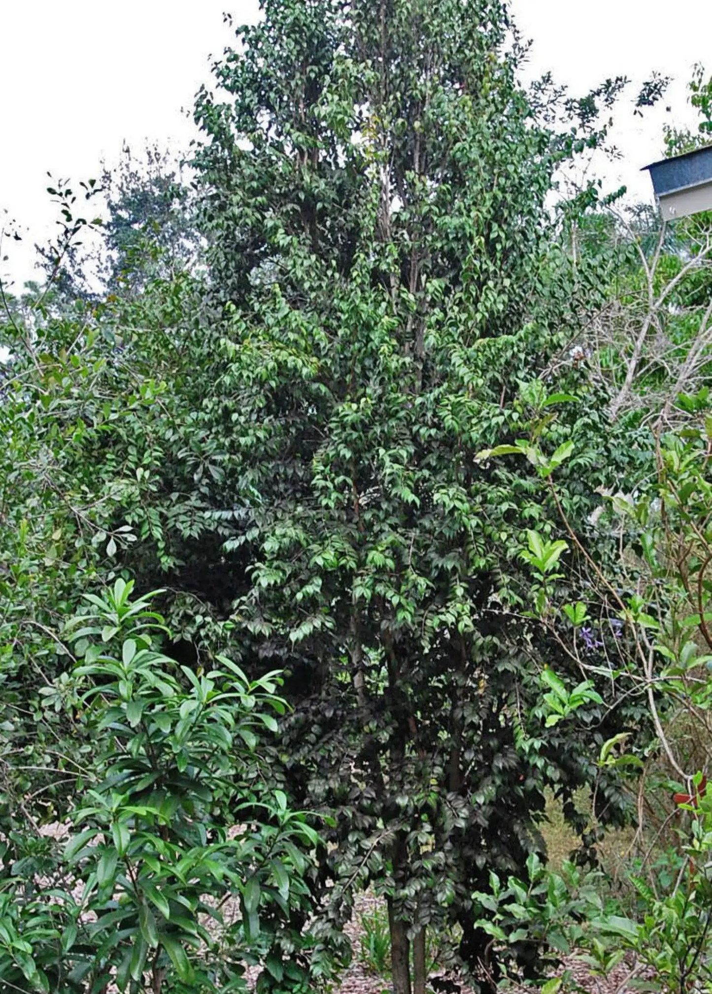 Red Berry Stopper tree Eugenia confusa with dense glossy evergreen leaves on Tampa Home & Garden Store