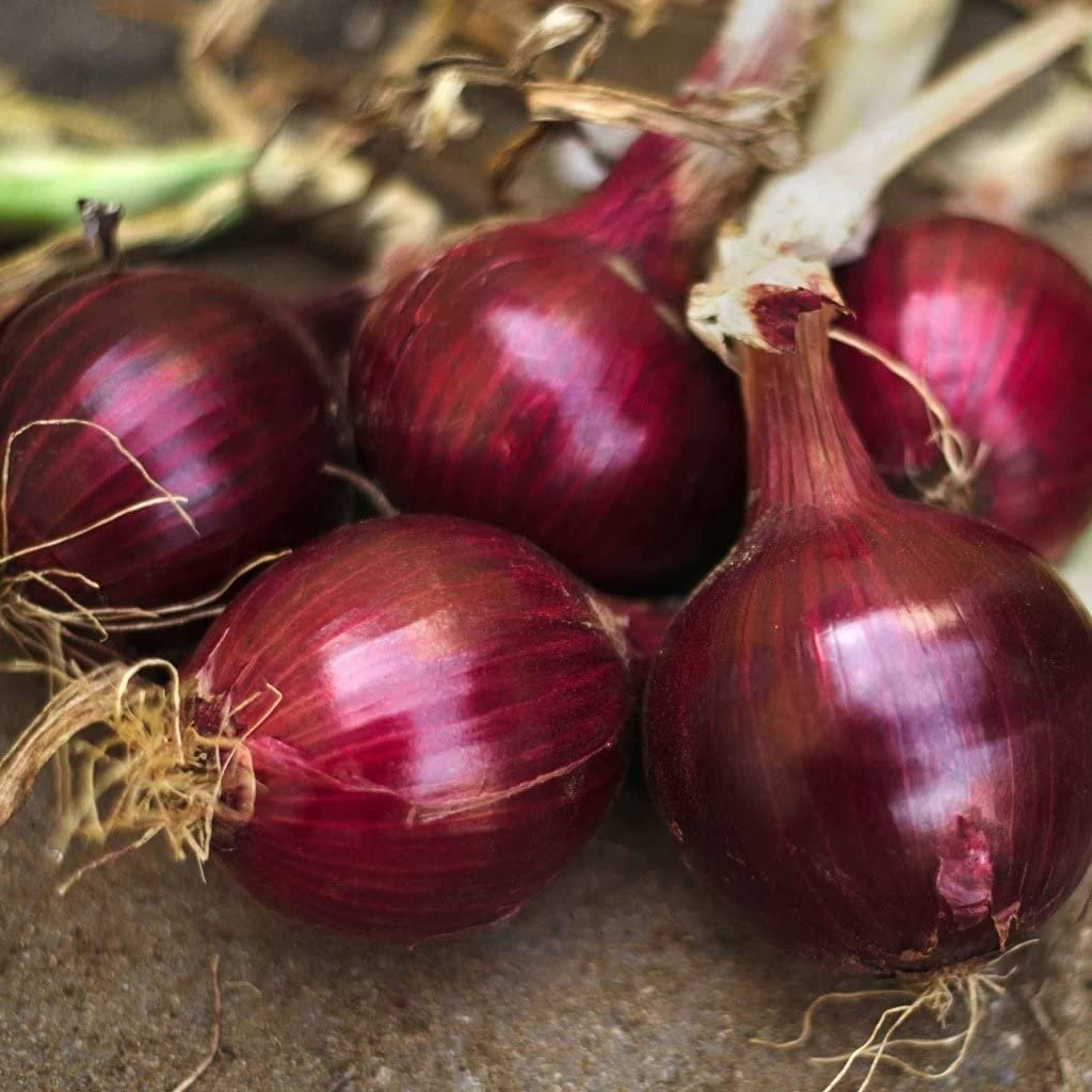 Red Burgundy Onion Seeds - Heirloom Non GMO Garden Vegetable - Tampa Home & Garden Store
