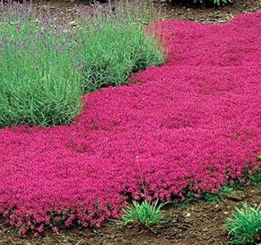 Red Creeping Thyme Seeds fragrant ground cover pink carpet thyme South Mountain Nursery on Tampa Home & Garden Store