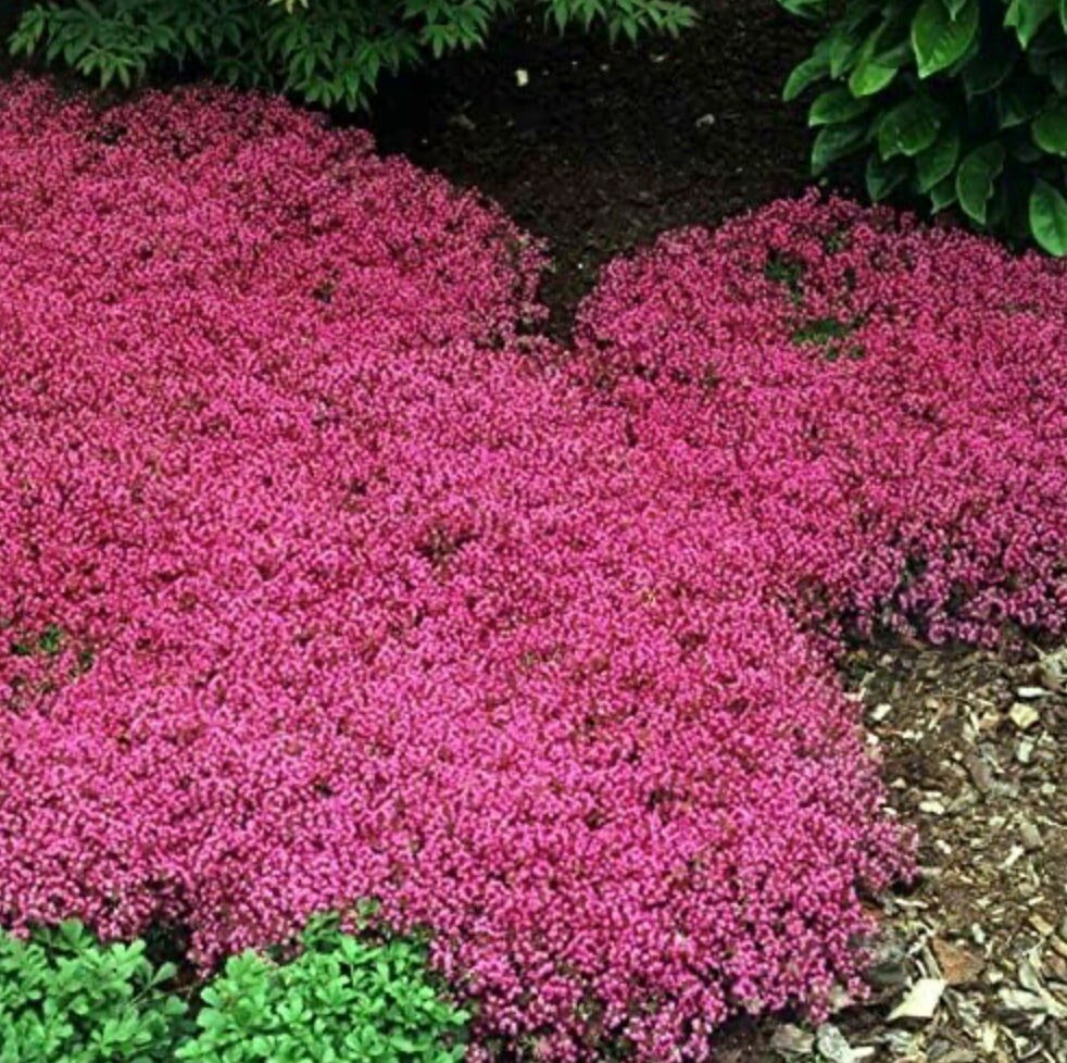 Red Creeping Thyme Seeds - Easy-Grow, Fragrant Ground Cover Plants, Open Pollinated - Thymus Serpyllum - Tampa Home & Garden Store