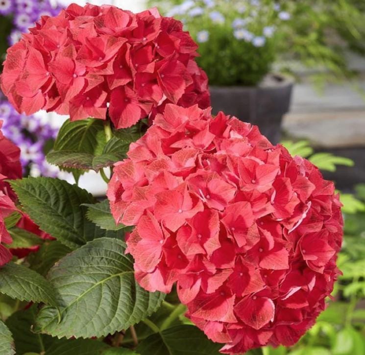 Red Hydrangea Seeds - Beautiful Attractive Showy and Hardy Perennial Flowers - Tampa Home & Garden Store