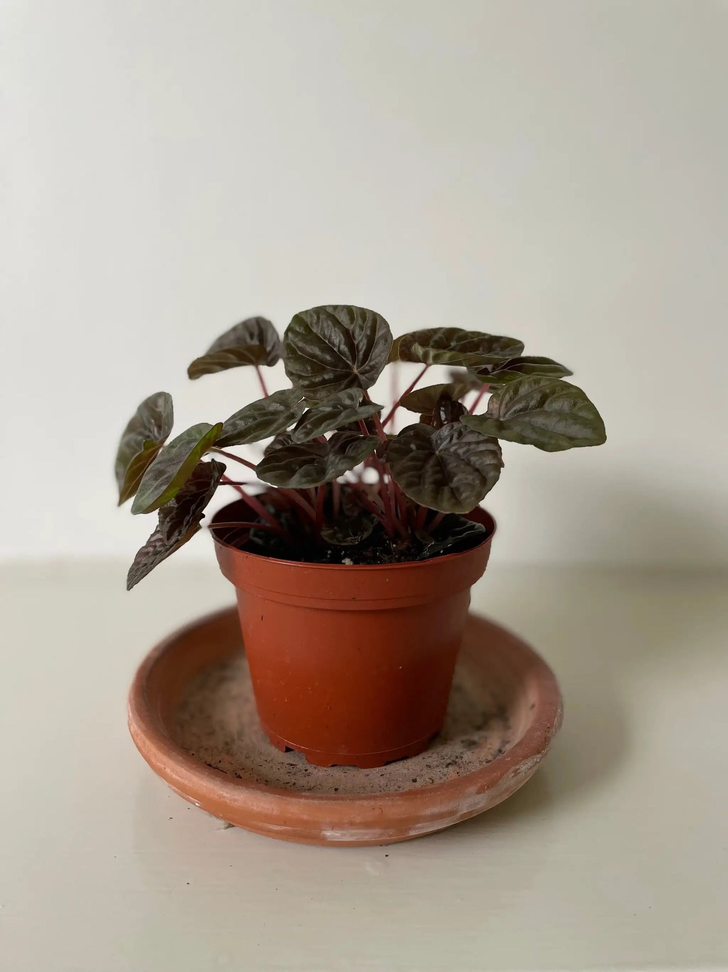 Red Ripple Peperomia plant with burgundy stems and dark glossy leaves in a terracotta pot on Tampa Home & Garden Store