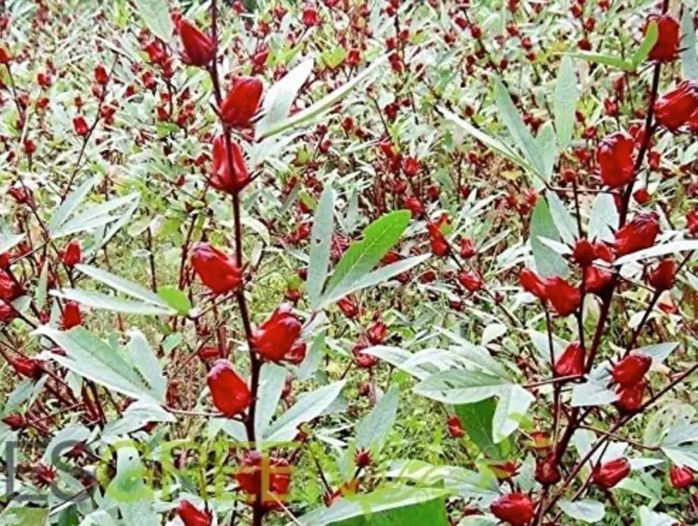 Red Roselle hibiscus seeds plant with red calyces on slender stems South Mountain Nursery on Tampa Home & Garden Store