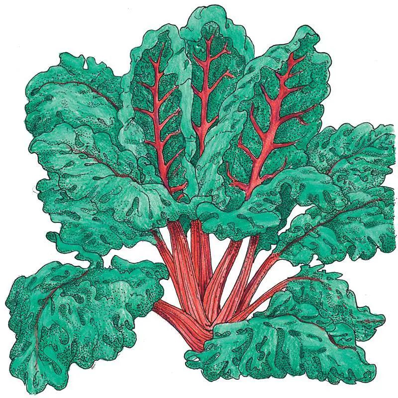 Red Ruby Chard Seeds (Organic) - Tampa Home & Garden Store