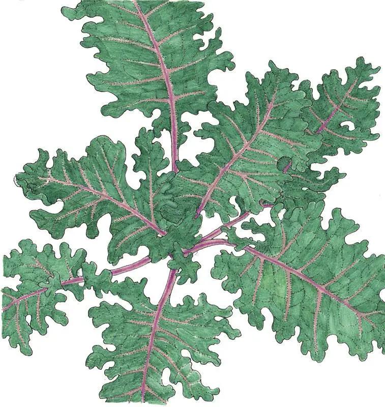 Red Russian Kale seeds with green leaves and purple veins, organic heirloom variety on Tampa Home & Garden Store