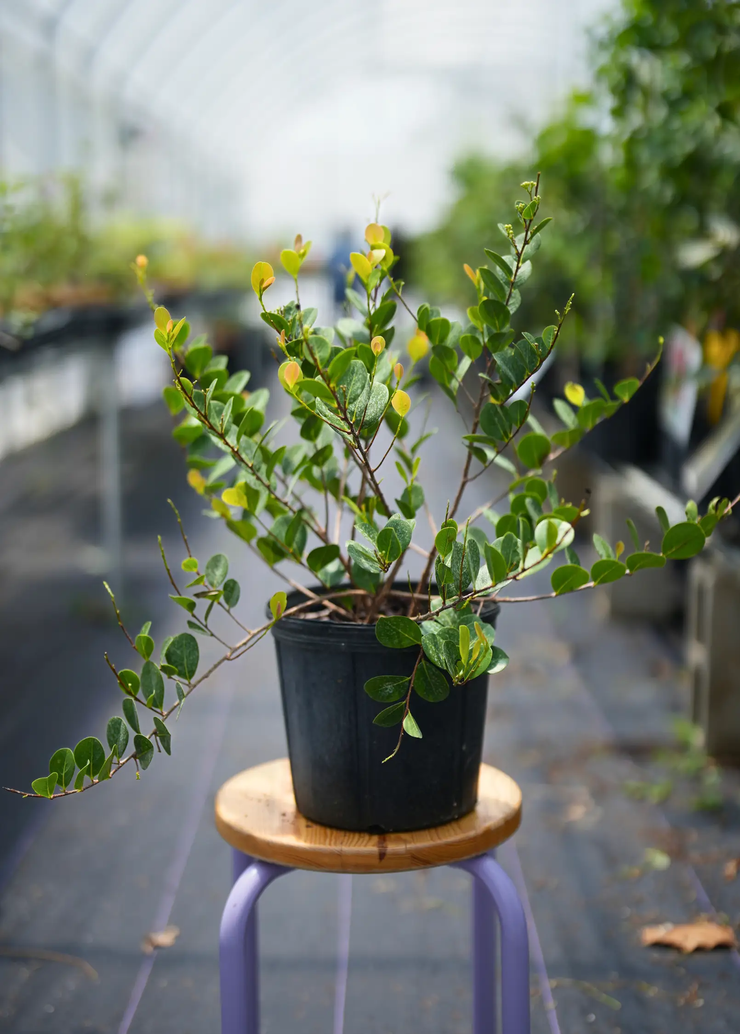 Red-tipped Cocoplum Icaco tree in pot with glossy oval leaves and yellow-tinged new growth on Tampa Home & Garden Store