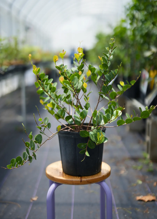 Red-tipped Cocoplum Icaco tree in pot with glossy oval leaves and yellow-tinged new growth on Tampa Home & Garden Store