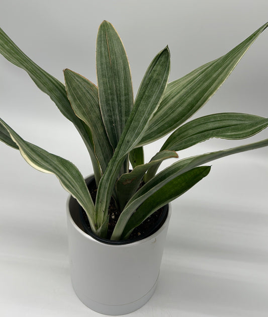 Sansevieria Sayuri potted houseplant with variegated green leaves in white pot RUNOPLANTS on Tampa Home & Garden Store