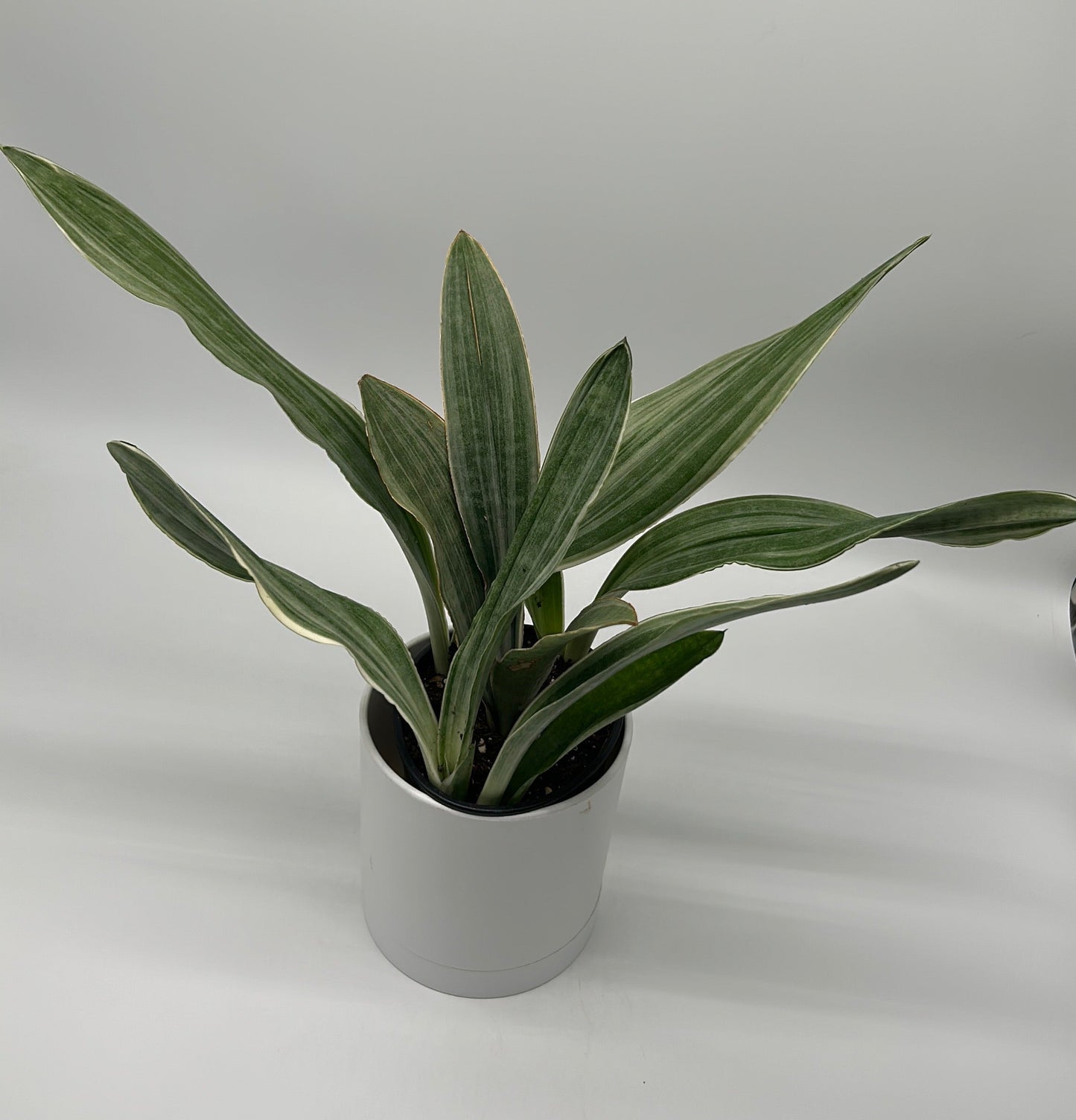 Sansevieria Sayuri potted houseplant with variegated green leaves in a white pot RUNOPLANTS on Tampa Home & Garden Store
