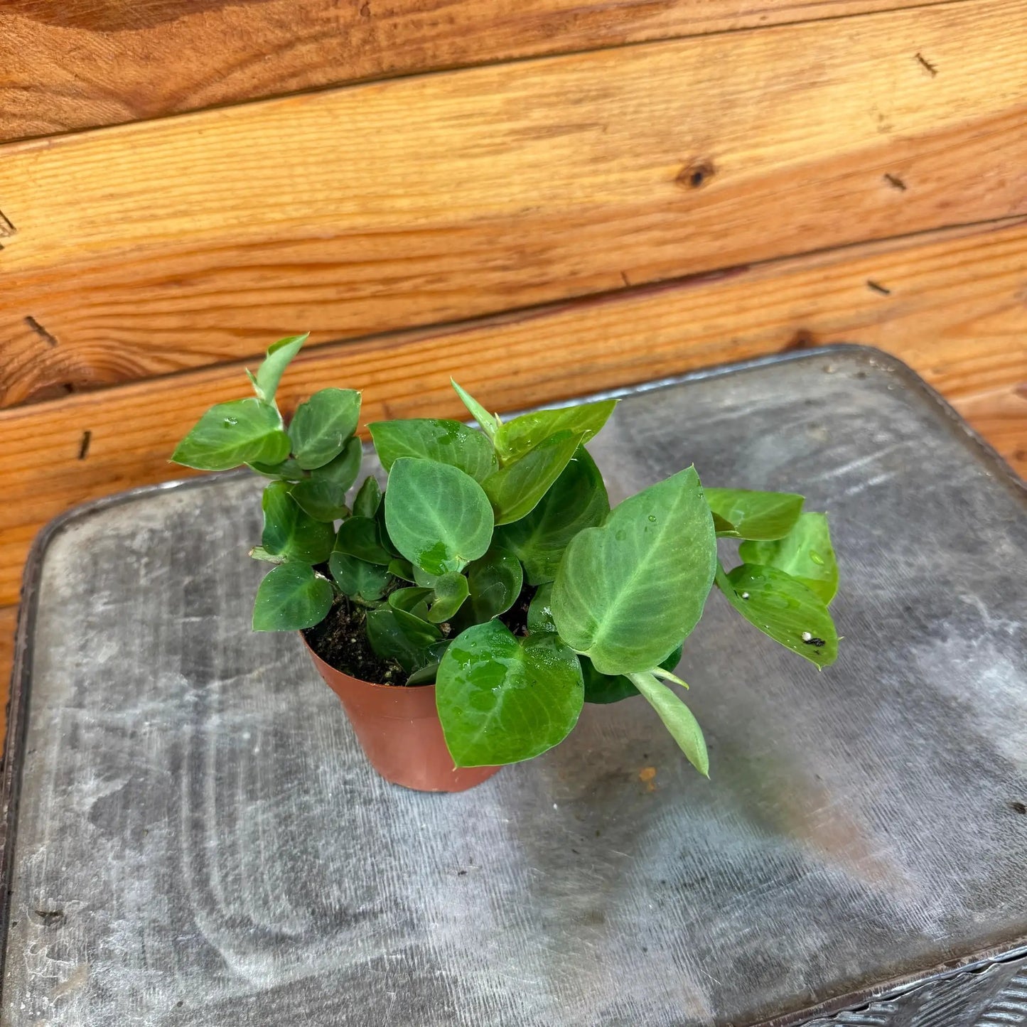 Rhaphidophora Hayi, 2" Plant - Tampa Home & Garden Store
