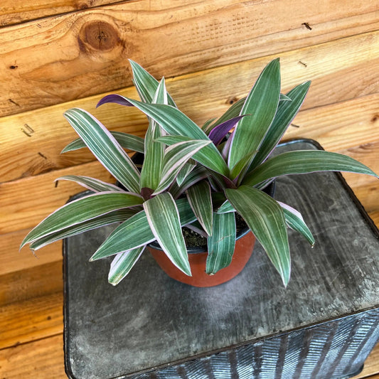Rhoeo Spathacea Tricolor plant in a 6-in pot with green leaves and purple undersides on Tampa Home & Garden Store