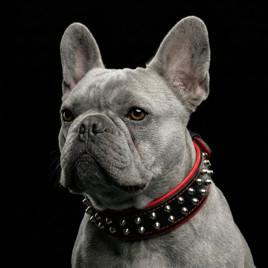 "Rocky" collar - Tampa Home & Garden Store