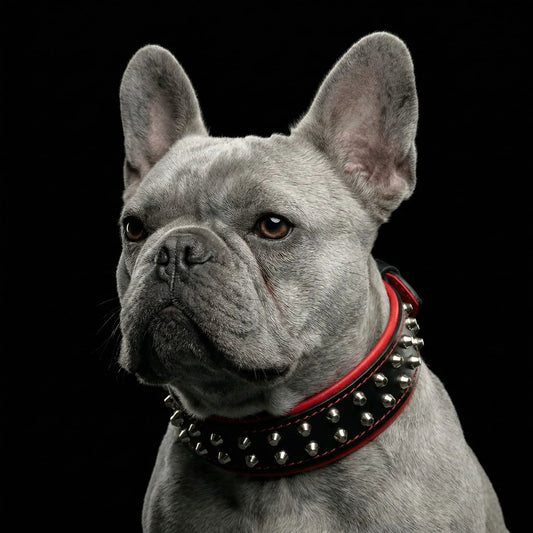 Rocky Studded Collar for small to medium dogs by Bestia, black leather with silver studs on Tampa Home & Garden Store