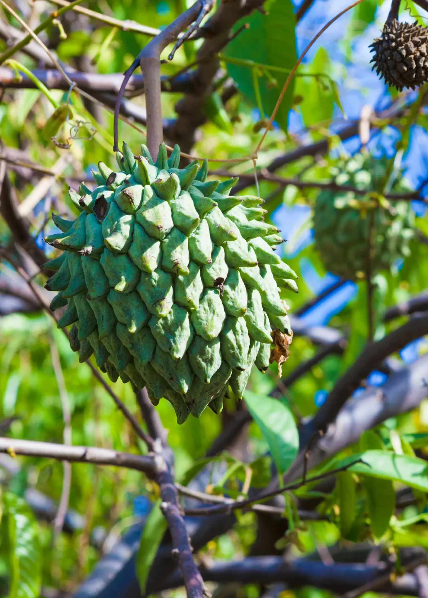 Rollinia (Rollinia deliciosa) - Tampa Home & Garden Store