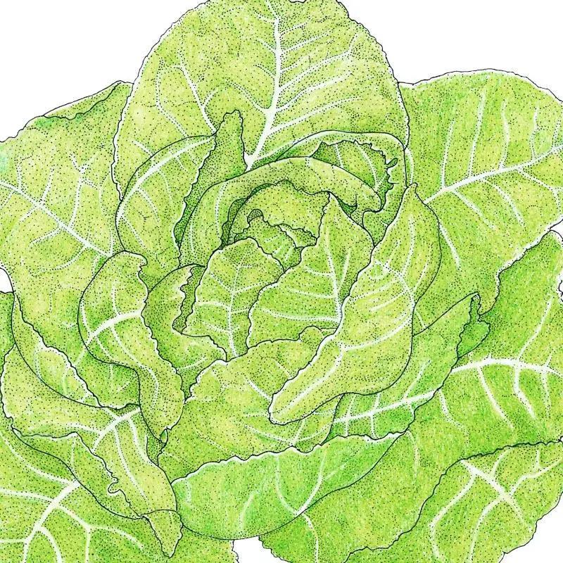 Jericho Romaine Lettuce Seeds Organic illustration of a large green romaine lettuce head on Tampa Home & Garden Store