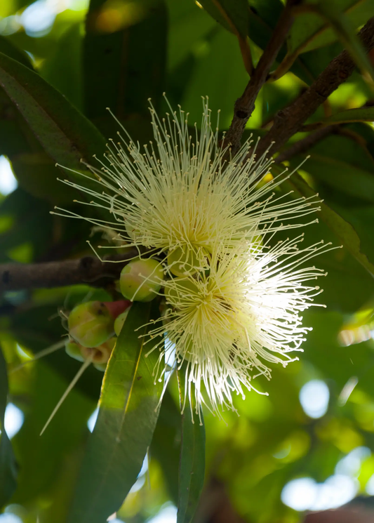 Rose Apple Tree with white brush-like bloom among glossy green leaves on Tampa Home & Garden Store
