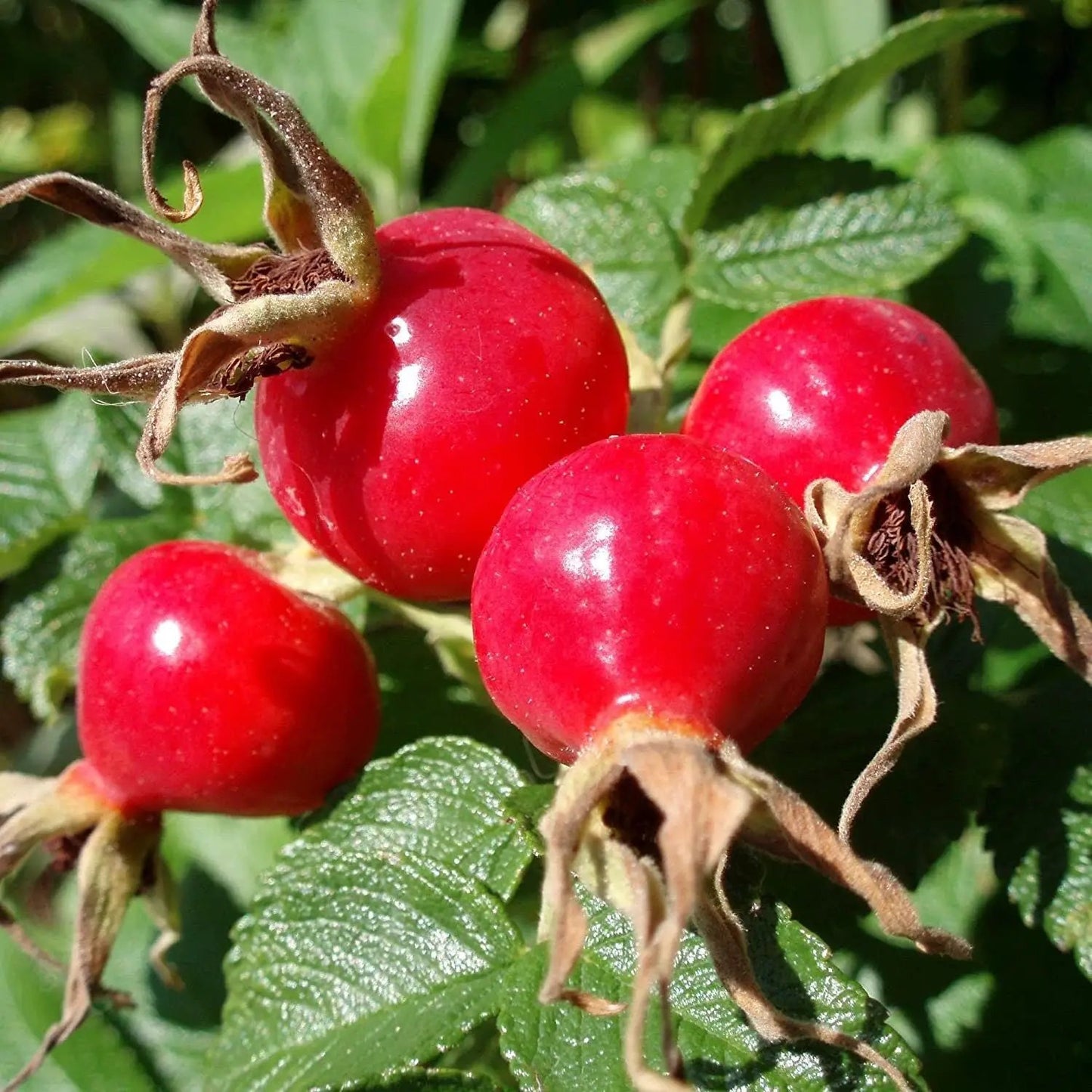 Rose Hip Seeds Rosa Canina on plant, red hips with dried sepals South Mountain Nursery on Tampa Home & Garden Store