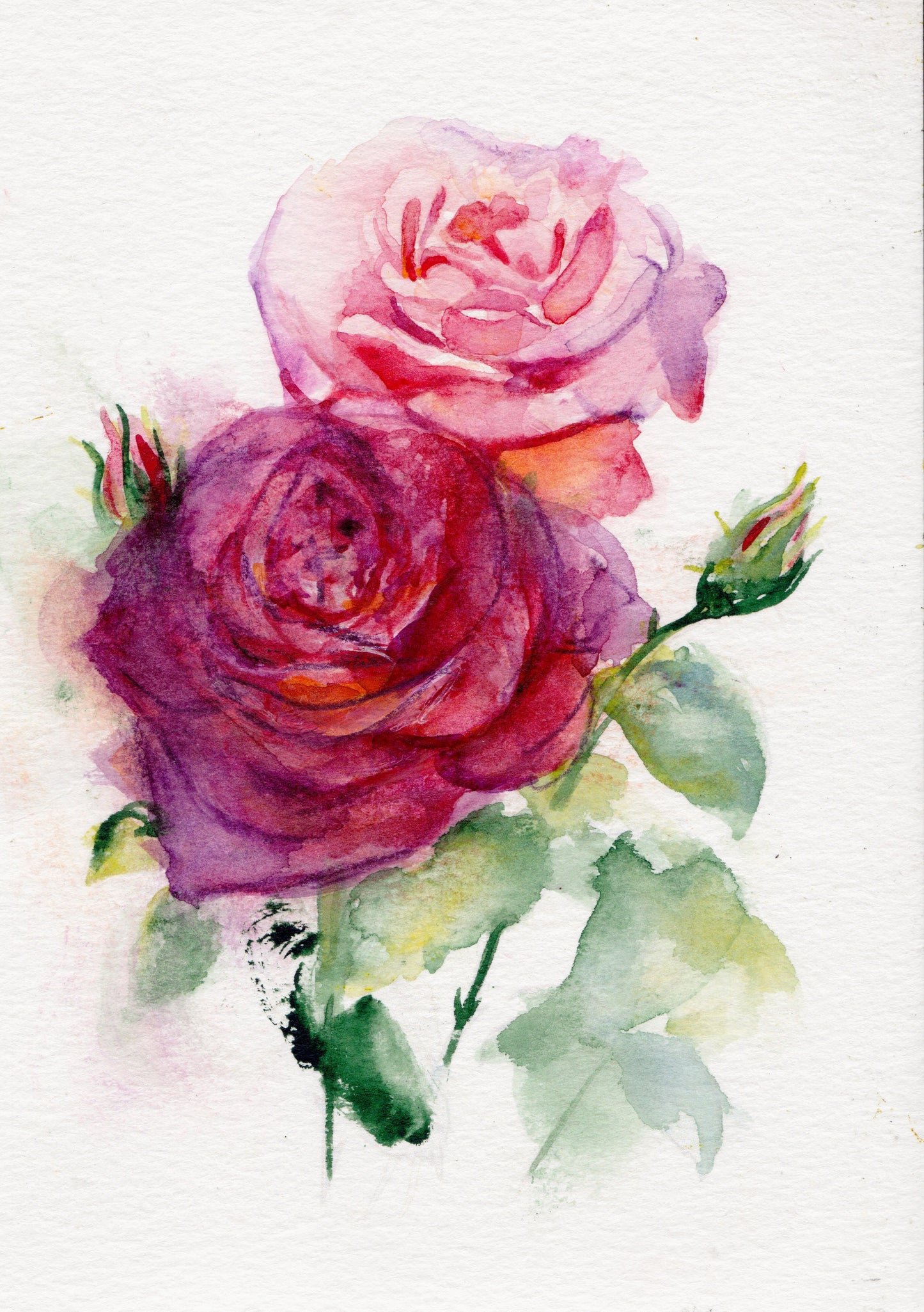 Rosa – Lámina artística de la flor de nacimiento de junio