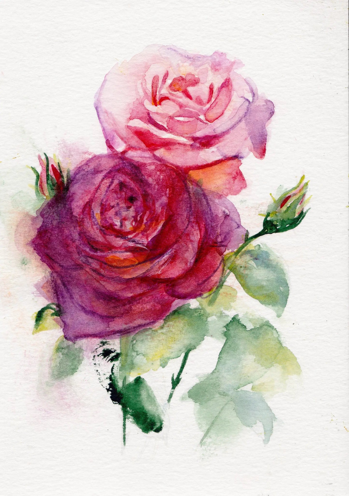 Rose – June Birth Flower Art Print - Tampa Home & Garden Store