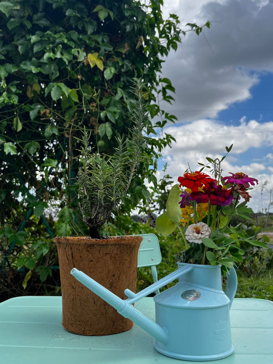 Rosemary (Rosmarinus officinalis) - Tampa Home & Garden Store