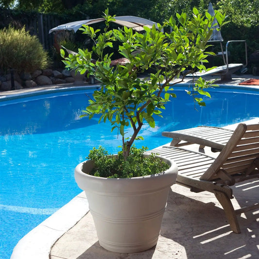 Round 26-inch outdoor planter for small tree in white ribbed ceramic by poolside on Tampa Home & Garden Store